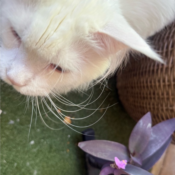 catttscorner